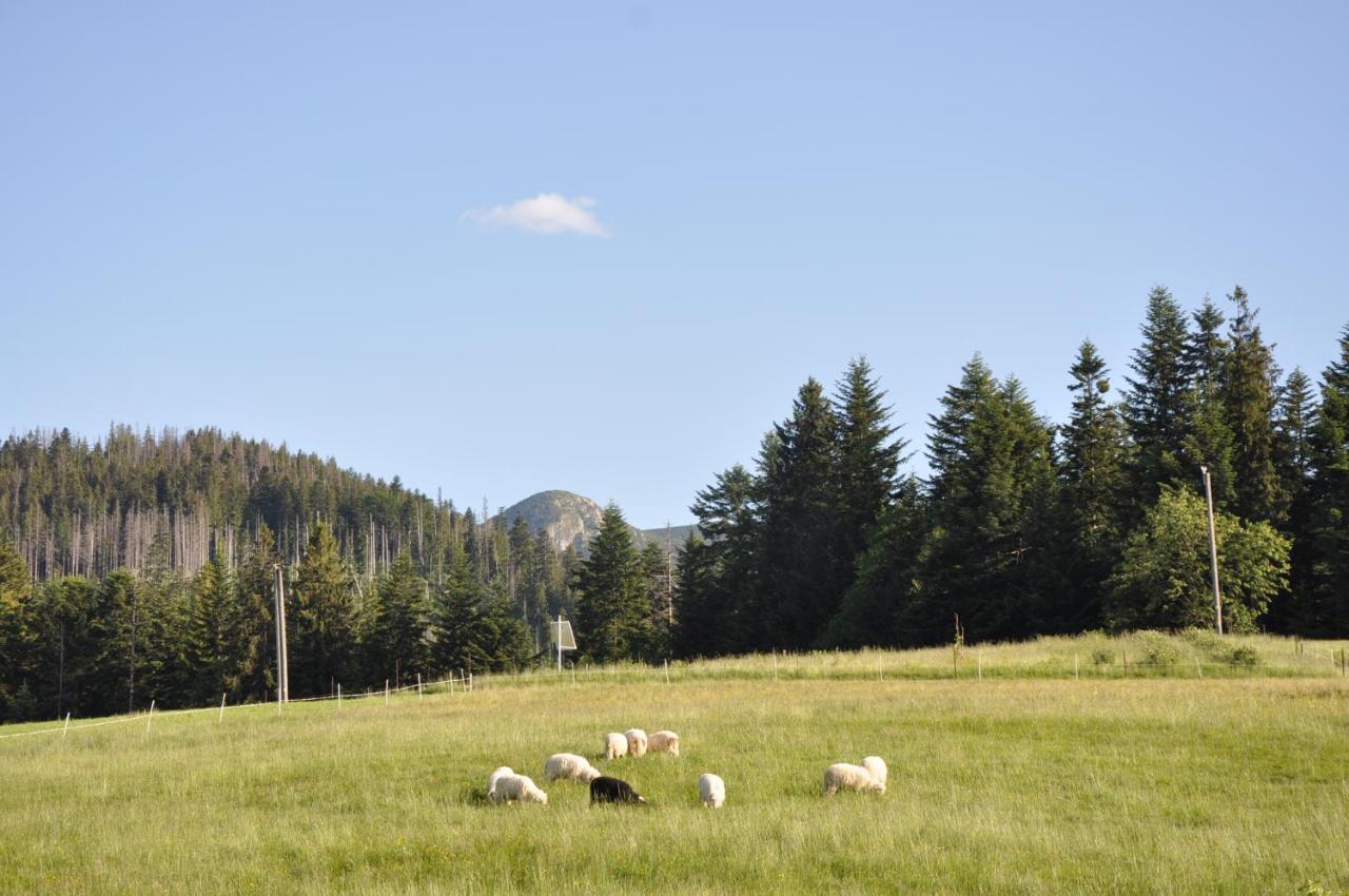 Apartamenty Jszi Zakopane Exteriör bild